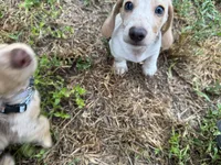 AKC Alfie, a male Miniature Dachshund for sale in Gibsonton, FL – 3 of 6