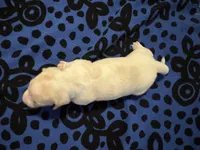 AKC Alfie, a male Miniature Dachshund for sale in Gibsonton, FL – 3 of 5