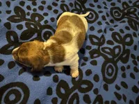 AKC Bea, a female Miniature Dachshund for sale in Gibsonton, FL – 3 of 3