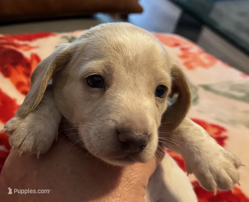 AKC Alfie – Miniature Dachshund puppy for sale in Gibsonton, FL