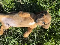AKC Braveheart, a male Miniature Dachshund for sale in Gibsonton, FL – Photo 4 of 4