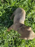 AKC Braveheart, a male Miniature Dachshund for sale in Gibsonton, FL – Photo 2 of 4