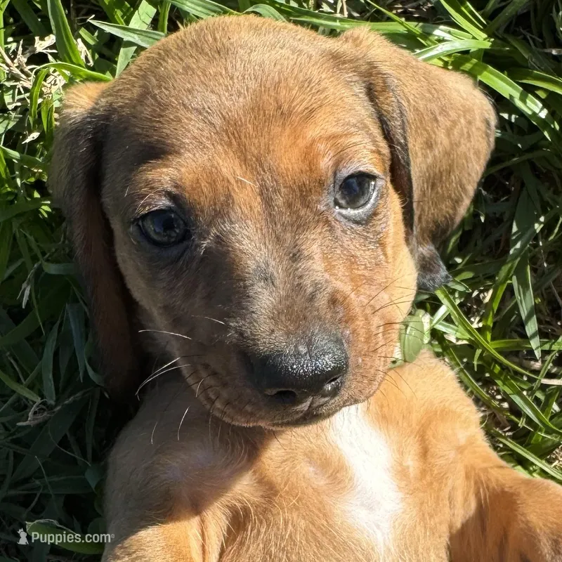 AKC Braveheart – Miniature Dachshund puppy for sale in Gibsonton, FL