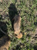 AKC Braveheart, a male Miniature Dachshund for sale in Gibsonton, FL – Photo 3 of 4