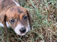 AKC Bea, a female Miniature Dachshund for sale in Gibsonton, FL – 1 of 5