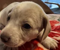 AKC Alfie, a male Miniature Dachshund for sale in Gibsonton, FL – 2 of 5