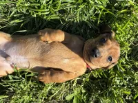 AKC Bubba, a male Miniature Dachshund for sale in Gibsonton, FL – Photo 2 of 3