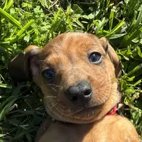 AKC Bubba, a male Miniature Dachshund for sale in Gibsonton, FL – Photo 1 of 3