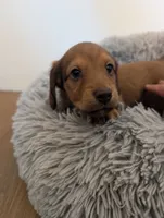 Charlie CKC, a male Miniature Dachshund for sale in Goshen, IN – 2 of 2