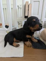 Norman, a male Miniature Dachshund for sale in Goshen, IN – 3 of 3