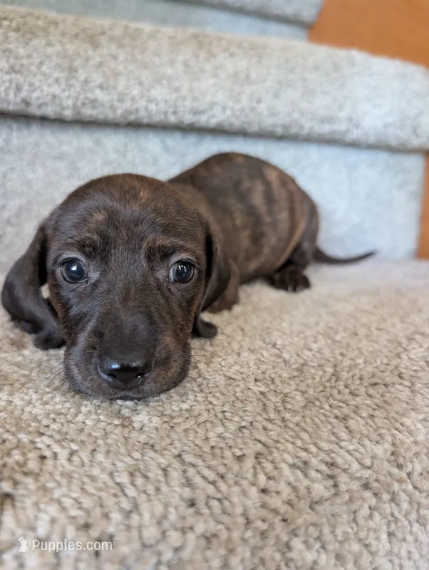 Sable – Miniature Dachshund puppy for sale in Goshen, IN