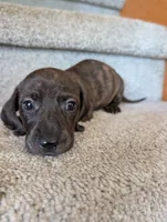 Sybil, a female Miniature Dachshund for sale in Goshen, IN – 1 of 4