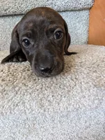 Sybil, a female Miniature Dachshund for sale in Goshen, IN – 3 of 4