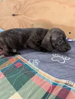 Sable, a female Miniature Dachshund for sale in Goshen, IN – 2 of 3