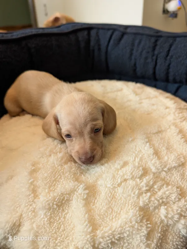 Libby – Miniature Dachshund puppy for sale in Goshen, IN