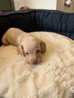 Libby, a female Miniature Dachshund for sale in Goshen, IN – 1 of 3