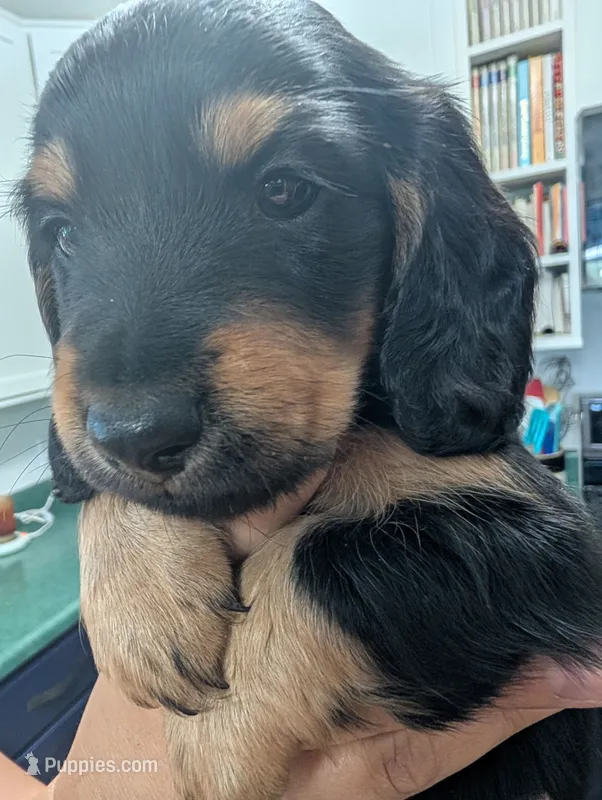 Norman – Miniature Dachshund puppy on hold in Goshen, IN