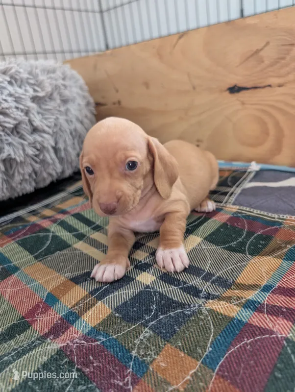 Alice – Miniature Dachshund puppy for sale in Goshen, IN
