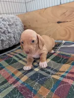 Alice, a female Miniature Dachshund for sale in Goshen, IN – 1 of 3