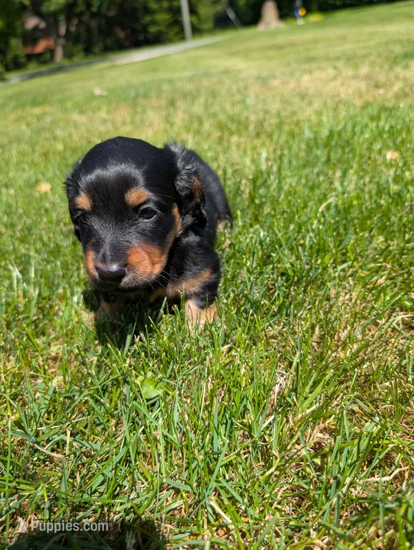 Zoey – Miniature Dachshund puppy for sale in Goshen, IN