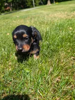 Zoey, a female Miniature Dachshund for sale in Goshen, IN – 1 of 2