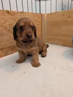 Tucker, a male Miniature Dachshund for sale in Goshen, IN – 4 of 5