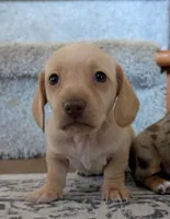 Libby CKC, a female Miniature Dachshund for sale in Goshen, IN – 1 of 4