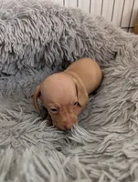 Alice, a female Miniature Dachshund for sale in Goshen, IN – 3 of 3