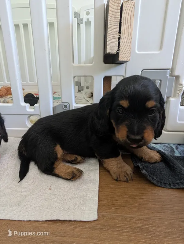 Norman – Miniature Dachshund puppy for sale in Goshen, IN
