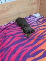 Mabel, a female Miniature Dachshund for sale in Goshen, IN – 2 of 2