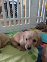 Polly CKC, a female Miniature Dachshund for sale in Goshen, IN – 4 of 5