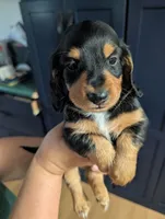 Ollie, a male Dachshund for sale in Goshen, IN – 3 of 8