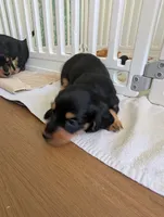 Zoey, a female Miniature Dachshund for sale in Goshen, IN – 2 of 2