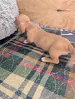Alice, a female Miniature Dachshund for sale in Goshen, IN – 2 of 3