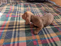 Hershey, a male Miniature Dachshund for sale in Goshen, IN – 4 of 4