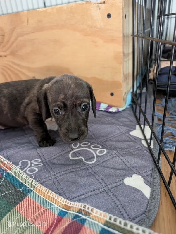 Sable – Miniature Dachshund puppy for sale in Goshen, IN
