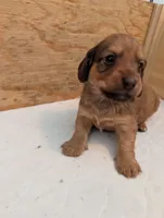 Tucker, a male Miniature Dachshund for sale in Goshen, IN – 3 of 5