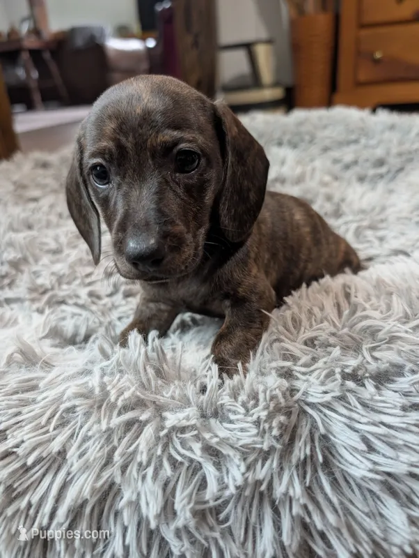 Sybil – Miniature Dachshund puppy for sale in Goshen, IN