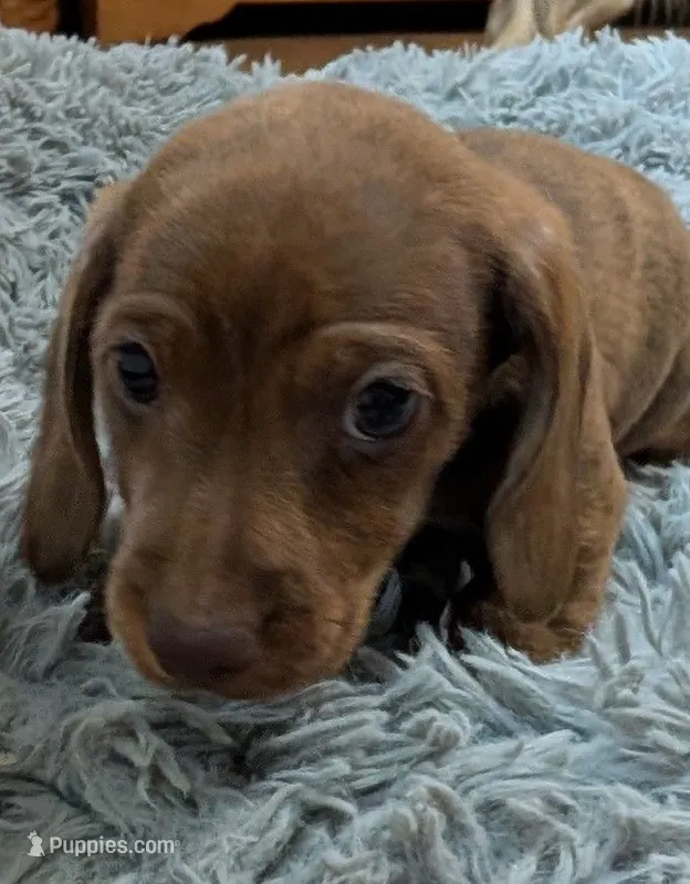 Hershey – Miniature Dachshund puppy for sale in Goshen, IN