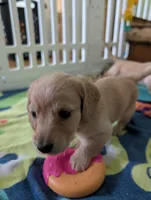 Polly CKC, a female Miniature Dachshund for sale in Goshen, IN – 5 of 5