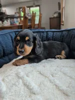 Ollie, a male Dachshund for sale in Goshen, IN – 8 of 8