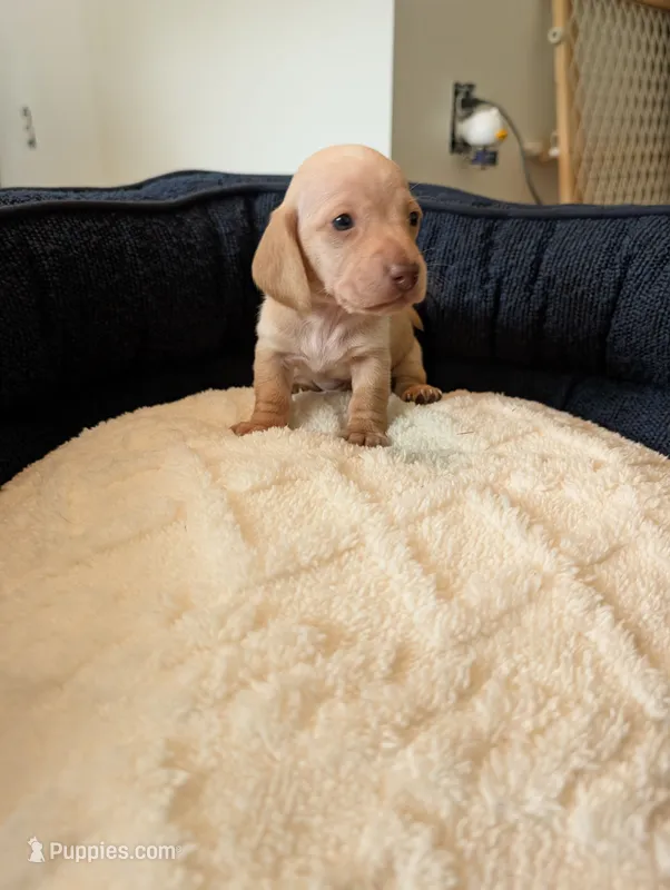 Harold – Miniature Dachshund puppy for sale in Goshen, IN