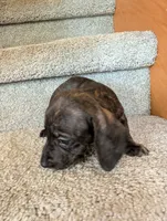 Sybil, a female Miniature Dachshund for sale in Goshen, IN – 4 of 4