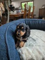 Ollie, a male Dachshund for sale in Goshen, IN – 7 of 8