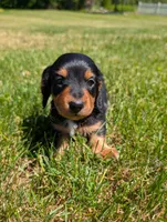 Oliver, a male Miniature Dachshund for sale in Goshen, IN – 1 of 3