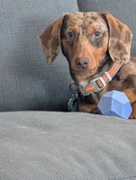 Ollie, a male Dachshund for sale in Goshen, IN – 5 of 8