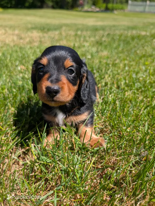 Oliver – Miniature Dachshund puppy for sale in Goshen, IN