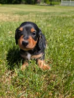 Oliver, a male Miniature Dachshund for sale in Goshen, IN – 3 of 3