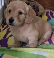 Polly CKC, a female Miniature Dachshund for sale in Goshen, IN – 1 of 5