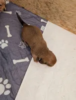 Tucker, a male Miniature Dachshund for sale in Goshen, IN – 5 of 5